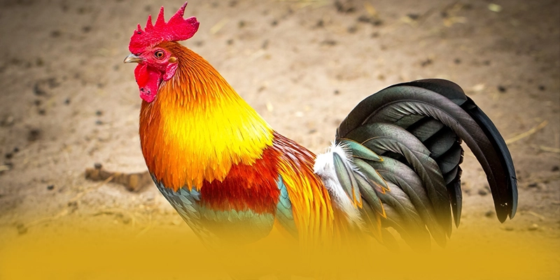 Đánh giá 8xbet - Cổng giải trí được yêu thích nhất số 1 Việt Nam