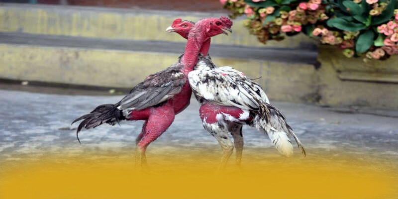 An toàn tài khoản tại W88