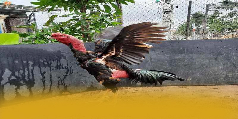 GOOD88 - Nhà cái chất lượng hiện nay